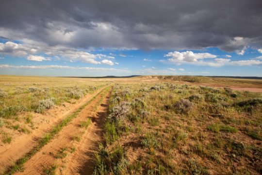 Guided Wild Mustang Tours | Things To Do In Cody, WY