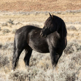 A Black Wild Horse Is Seen On The High Desert Outside Of Cody Wyoming