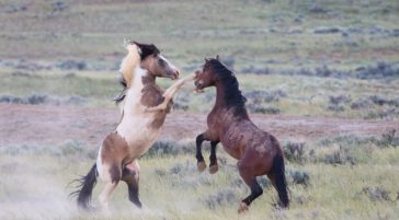 Two Wild Horses Spar With Their Front Hooves Raised In The High Desert East Of Cody Wyoming