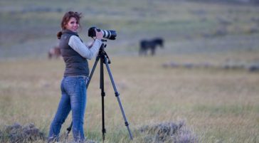 A Photographer In The Field Captures Wild Horses Roaming The McCullough Peaks Wildlife Management Area