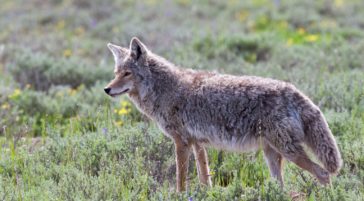 A Coyote Hunts For Prey In A Field Of Wildflowers In The Greater Yellowstone Ecosystem