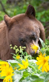 A Black Bear Grazes On Wildflowers In The Greater Yellowstone Region