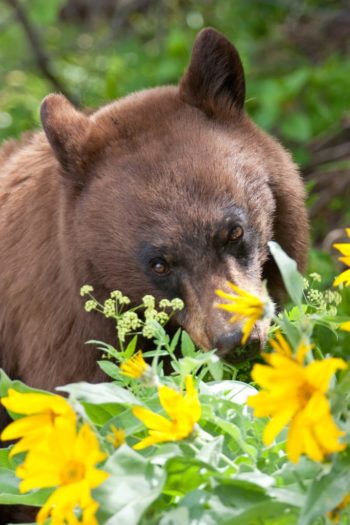 A Black Bear Grazes On Wildflowers In The Greater Yellowstone Region