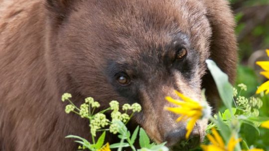 A Black Bear Grazes On Wildflowers In The Greater Yellowstone Region