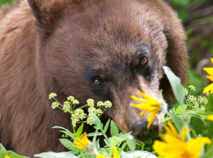 A Black Bear Grazes On Wildflowers In The Greater Yellowstone Region