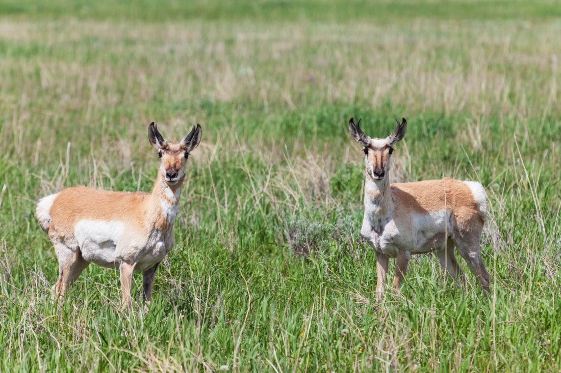 Two Pronghorn Stand Attentively In A Field In The Greater Yellowstone Ecosystem