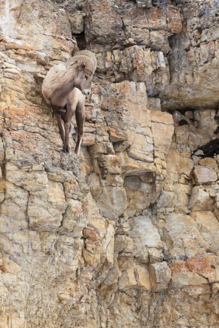 A Nimble Bighorn Sheep Ram Perches On A Rock Wall In The Lamar Valley Of Yellowstone National Park