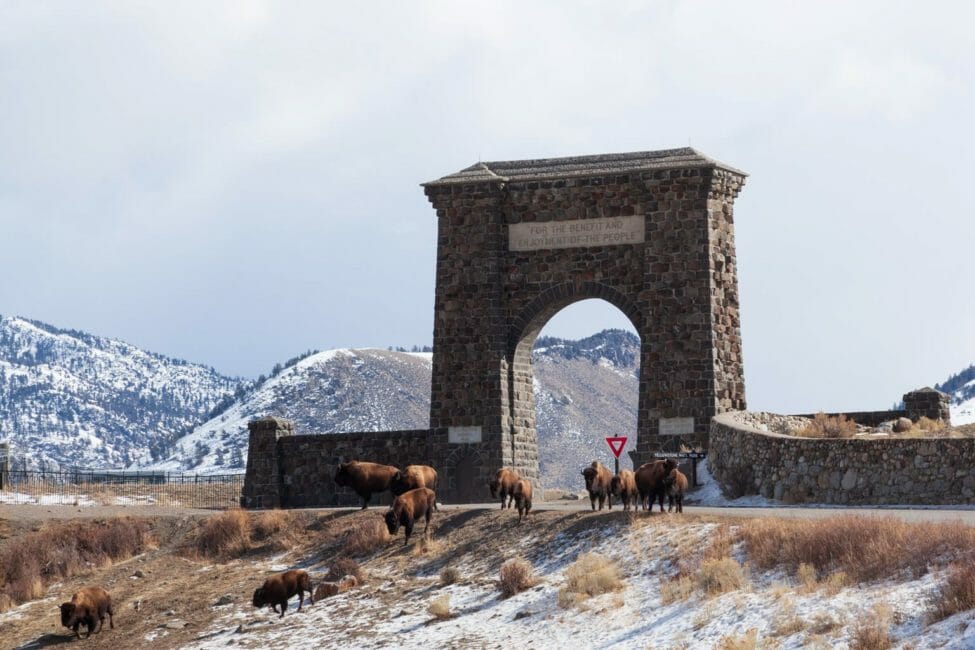 A Small Bison Herd Crosses In Front Of A Snowy Roosevelt Arch At The North Entrance Of Yellowstone National Park