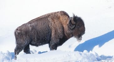A Frost Covered Bull Bison Enjoys A Bit Of Warm Sunshine On A Cold Morning In Yellowstone National Park
