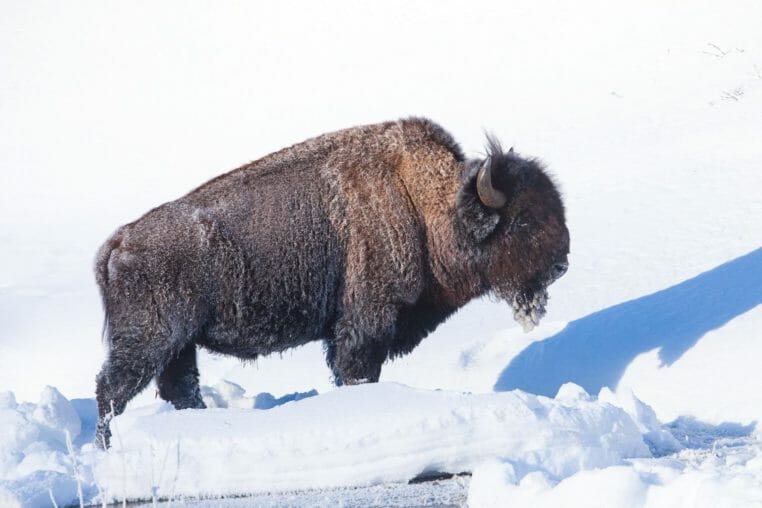 A Frost Covered Bull Bison Enjoys A Bit Of Warm Sunshine On A Cold Morning In Yellowstone National Park