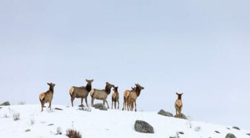 A Small Herd Of Elk Crests A Snowy Ridgeline While Migrating In The Northern Range Of Yellowstone National Park