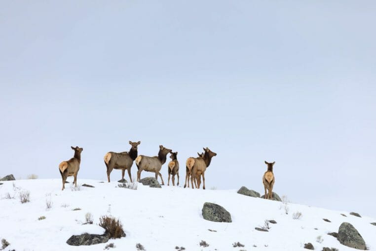 A Small Herd Of Elk Crests A Snowy Ridgeline While Migrating In The Northern Range Of Yellowstone National Park