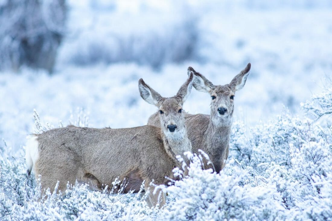 3 Day Winter Wolves And Wildlife Tour - Yellowstone Safari Company