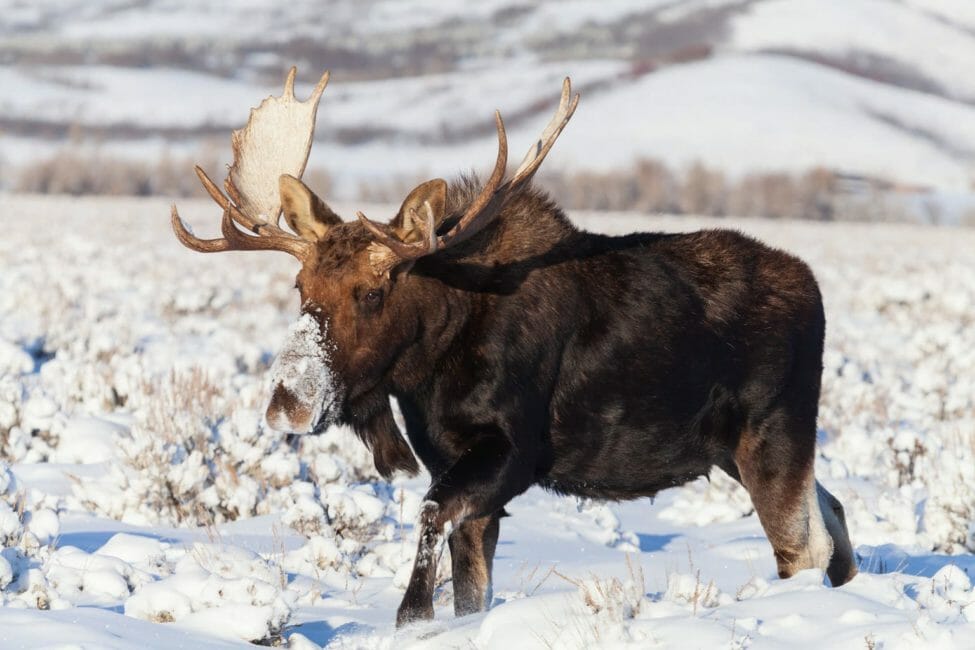A Bull Moose Makes Its Way Through The Snow Covered Sagebrush Flats Of The Greater Yellowstone Ecosystem
