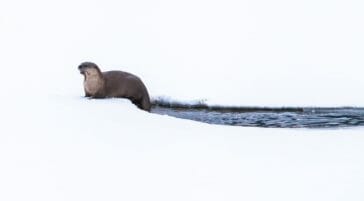 A River Otter Climbs Out Onto The Snow After A Successful Fishing Expedition In The Greater Yellowstone Ecosystem