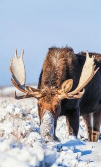 A Bull Moose Is Covered In Snow Near Yellowstone National Park