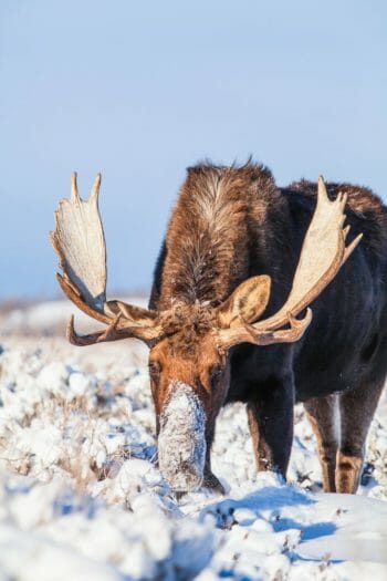 A Bull Moose Is Covered In Snow Near Yellowstone National Park