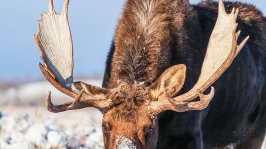 A Bull Moose Is Covered In Snow Near Yellowstone National Park
