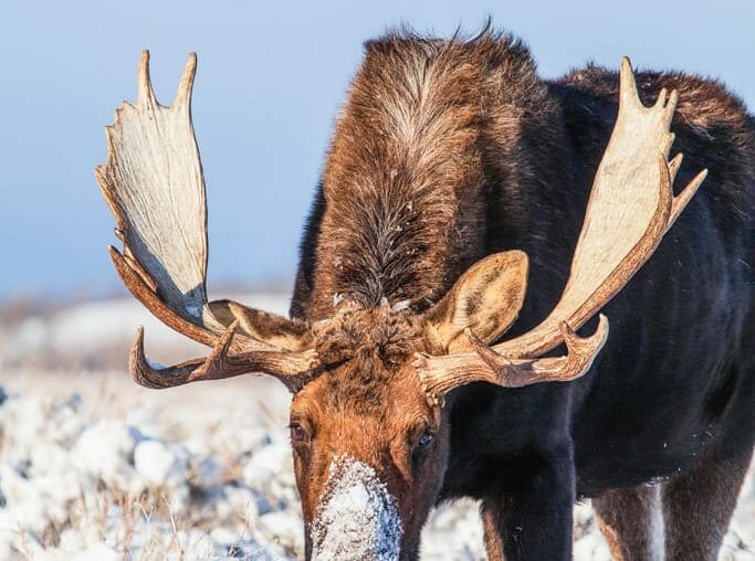 A Bull Moose Is Covered In Snow Near Yellowstone National Park