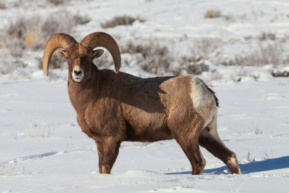 A Bighorn Sheep Ram Stands In The Snow In The Greater Yellowstone Ecosystem