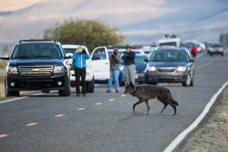Tourists Stop On The Road To Take Photos Of A Grey Wolf As It Crosses The Road In Front Of Them