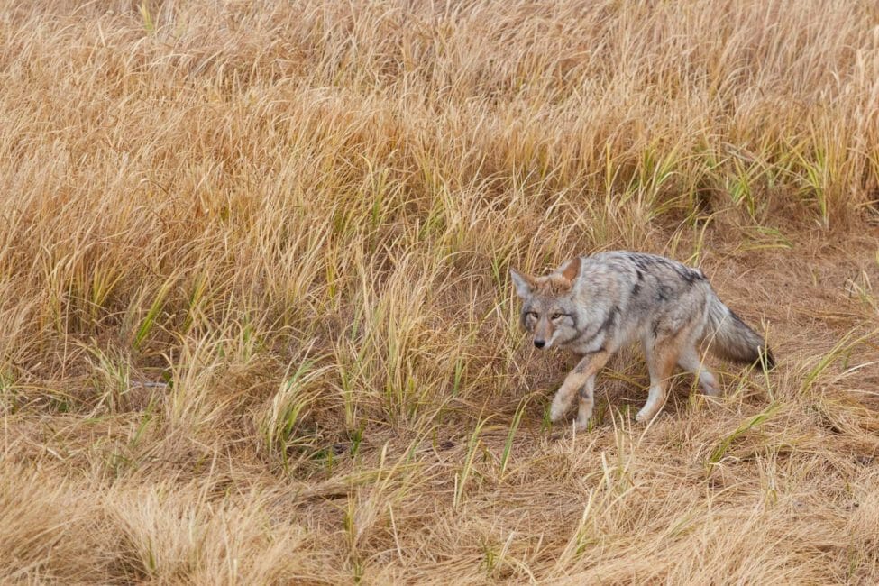 A Coyote Stalks Its Prey Through Tall Grasses In Yellowstone National Park