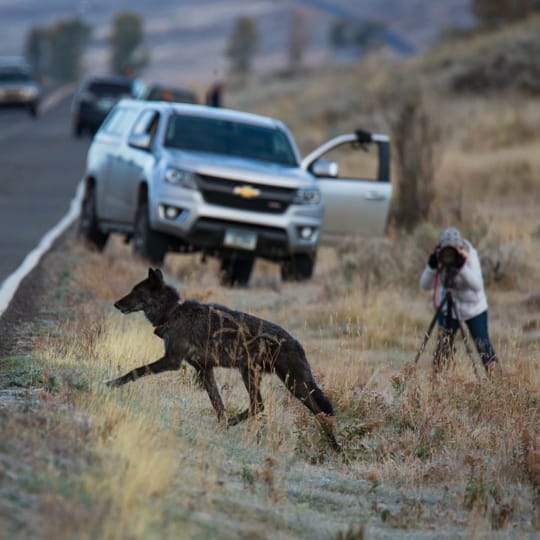 A Black Grey Wolf Crosses the Road In The Lamar Valley While Tourist Capture Photos In Yellowstone National Park