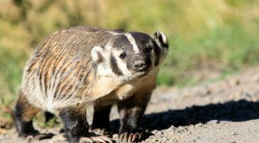 An American Badger Gets A Closeup Look At The Photographer In The Greater Yellowstone Ecosystem