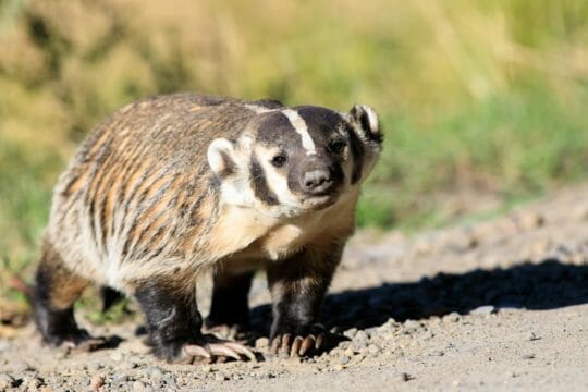 An American Badger Gets A Closeup Look At The Photographer In The Greater Yellowstone Ecosystem