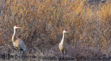 Sandhill Cranes Wade In A Shallow Pool At The Edge Of A Willow Flat In The Greater Yellowstone Ecosystem