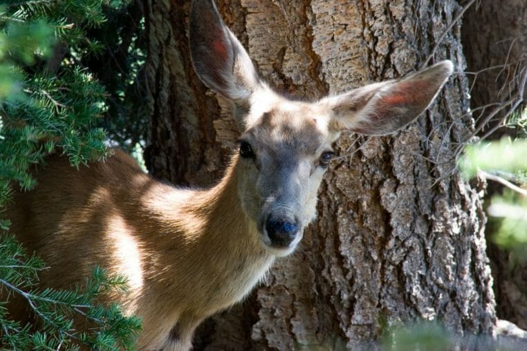 Yellowstone Walking Tours - Yellowstone Safari Company