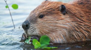 An American Beaver Feeds On Green Vegetation In The Water In The Greater Yellowstone Ecosystem