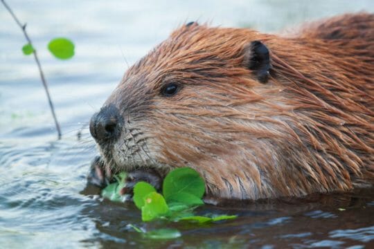 An American Beaver Feeds On Green Vegetation In The Water In The Greater Yellowstone Ecosystem