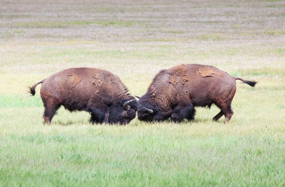 Two Bison Lock Horns While They Fight For Rank Within The Herd In Yellowstone National Park