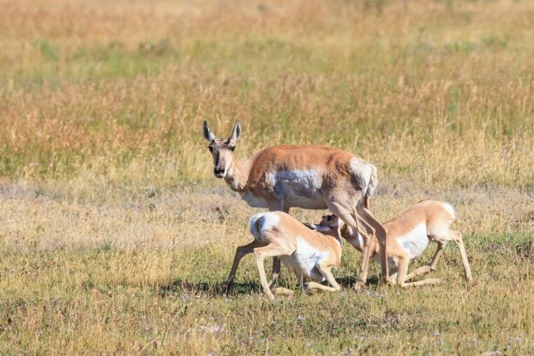 A Pronghorn Doe Nurses Her Fawns In A Field In Yellowstone National Park