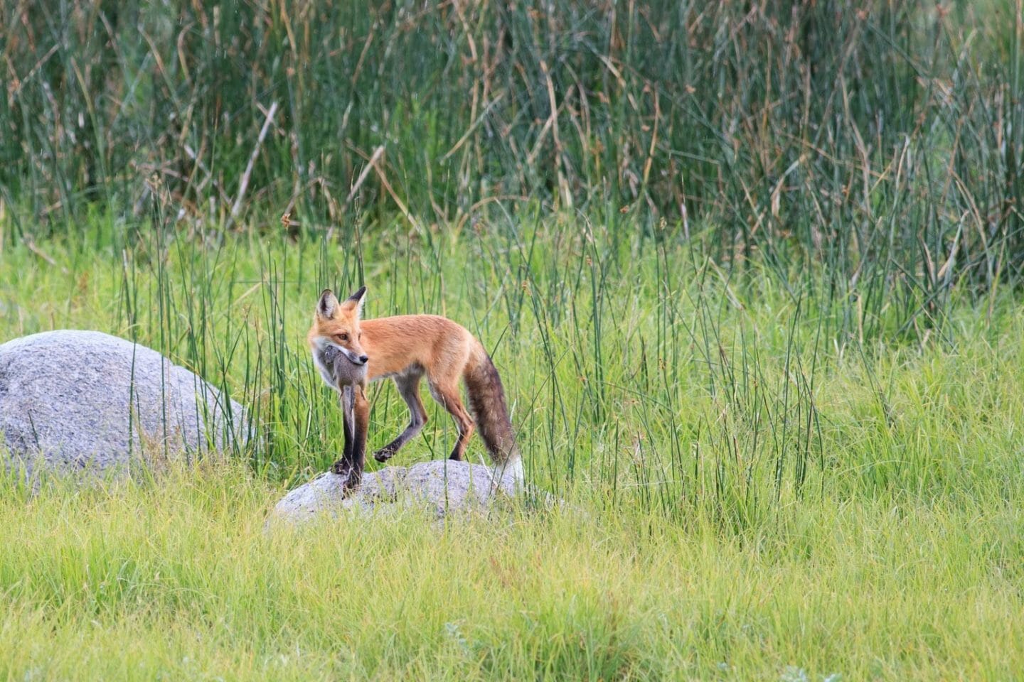 A Red Fox Holds A Ground Squirrel In Its Mouth From A Successful Hunt In Yellowstone National Park