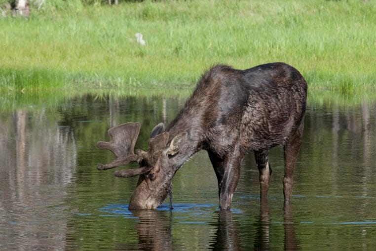 A Young Bull Moose Feeds On Aquatic Vegetation In The Greater Yellowstone Ecosystem