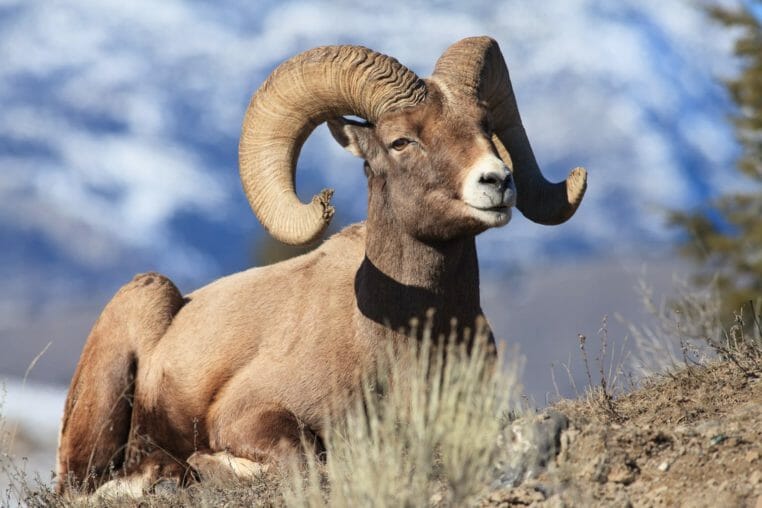 A Bighorn Sheep Ram Lays Down For A Rest In The Sunshine In The Northern Range Of Yellowstone National Park