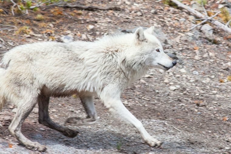A Grey Wolf Runs Along The Road In Yellowstone National Park
