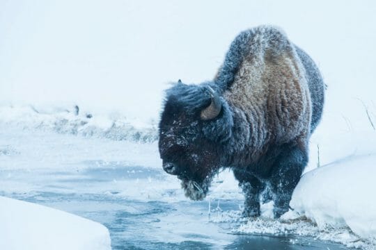A Frost Covered Bison Stands At The River's Edge In The Lamar Valley Of Yellowstone National Park
