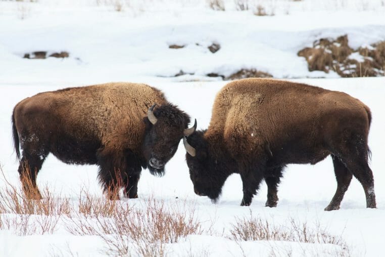 Two Bison Spar With Each Other On A Snowy Landscape In Yellowstone National Park