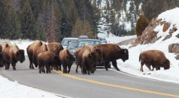 Several Bison Cluster On The Road, Blocking Traffic Through Yellowstone National Park