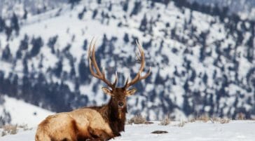 A Bull Elk Rests In The Snow While Enjoying Warm Sunshine On A Winter Day In The Northern Range Of Yellowstone National Park