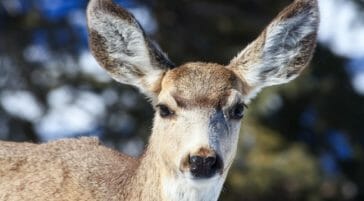 A Close Up Shot Of A Mule Deer Shows Its Large Ears And Distinct Brown And White Coloring