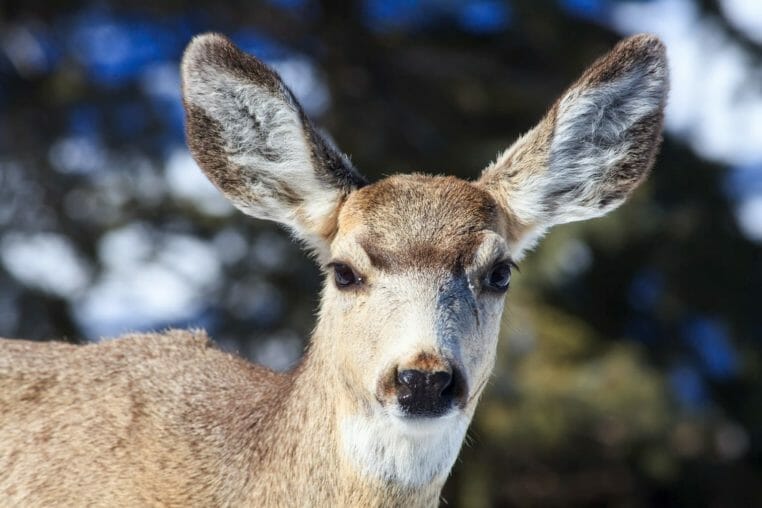 A Close Up Shot Of A Mule Deer Shows Its Large Ears And Distinct Brown And White Coloring