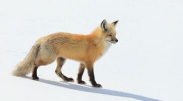 A Red Fox Hunts For Prey In The Snowy Landscape Of The Hayden Valley In Yellowstone National Park