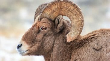 Bighorn Sheep Ram Close Up