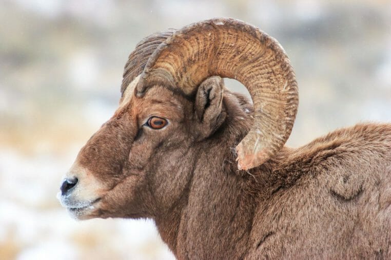 Bighorn Sheep Ram Close Up
