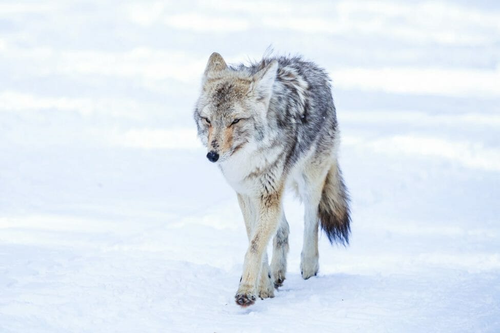 A Coyote Walks Through The Snow In Yellowstone National Park