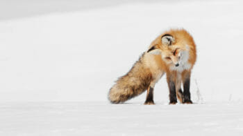 A Red Fox Listens For Rodents Moving Under The Snow As It Hunts In A Snowfield In The Greater Yellowstone Ecosystem